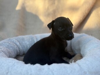 Taliansky chrtík (Italian greyhound) - 4