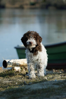 LAGOTTO ROMAGNOLO STENIATKO s PP papiermi - 4