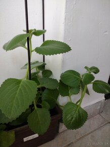 Nadchovnik- rastlina na podporu zdravia - 4