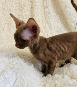 Čokoládové mačiatko Devon Rex z PP - 4