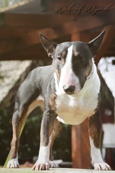 Mini bullterier / Miniature Bullterrier - 4