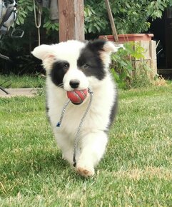 Border Collie, kolia - 4