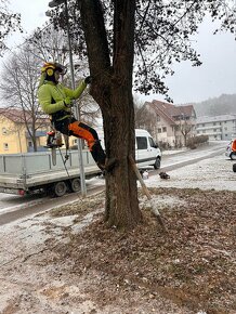 Výrub rizikových stromov - ARBORISTIKA - 4