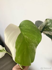 Monstera albo variegata - 4