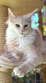 ❣️Mainská myvalia Maine Coon s PP❣️ - 4