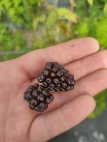 Boysenberry - fialová malinoostružina - 4