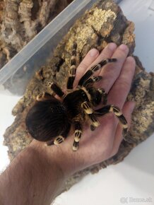 Acanthoscurria Geniculata samička - 4