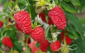 Ovocné sadenice odolné voči chorobám - 4