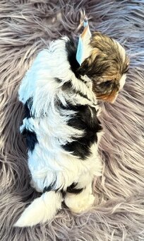 Biewer Yorkshire Terrier s PP - 4