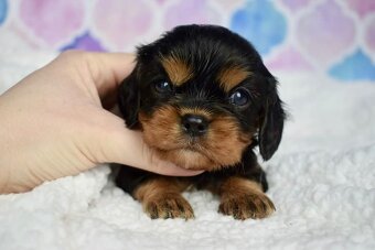 Cavalier King Charles Španiel s PP - 4