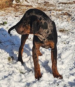 Louisiana Leopard,  Catahoula - 4