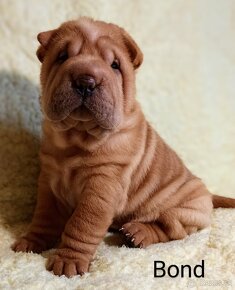 Šarpej, Sharpej, Shar-pei s PP - 4