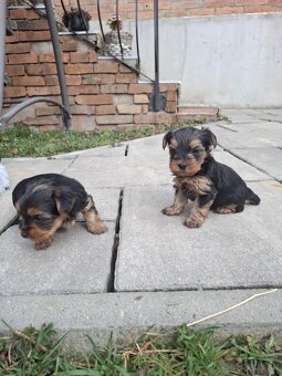 Yorkshire terrier - 4