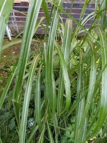 Ozdobná trávy, Festuca glauca, Chrastnica trstenikova,Ostric - 4