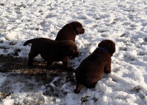 Labrador retriever -  čokoládové šteniatka s PP - 4