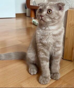 Scottish Fold - 4