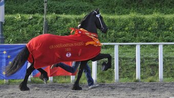 Frízska kobyla 6 rokov v zaprahu a pod sedlom - 4