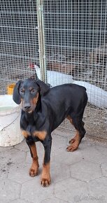 Šteniatka Doberman - 4