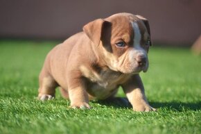 American bully - 4