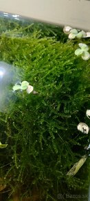 Akvarijne rastliny - 4