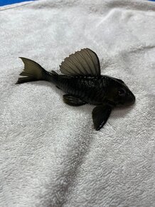 Pleco - 4