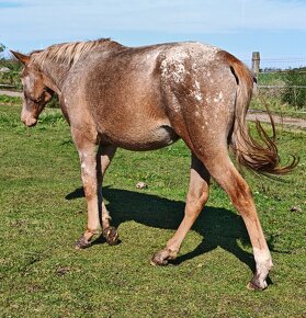 Appaloosa - 4