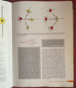 Anatomia Peter Mraz 2 - 4