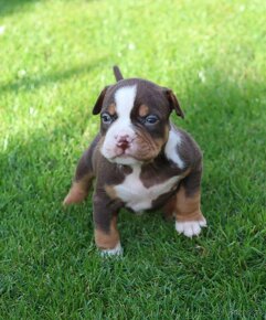 American Bully - 4