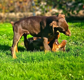 Doberman šteniatká - 4