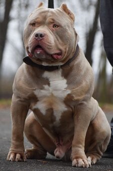 American Bully Xl - 4