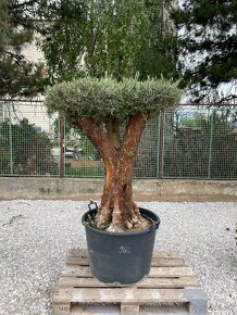 Olivovník európsky / olea europaea - 4