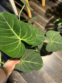 Philodendron Gloriosum - 4