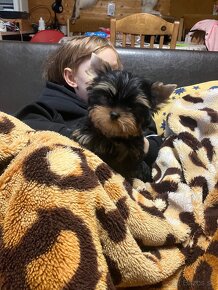 Yorkshire terrier s PP, Jork, - 4