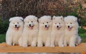 SAMOJED ŠTENIATKA S RODOKMEŇ - 4