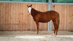 American Quarter Horse klisna, nominována na Futurity - 4