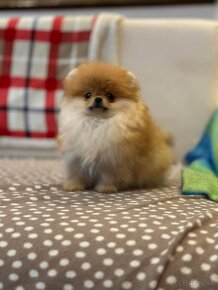 Pomeranian  mini - 4