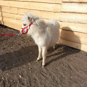 Mini shetland pony Kobyla - 4