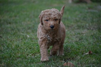 Goldendoodle F1 - 4