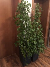 Zelená ťahavá izbová rastlina - 4