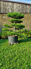 Záhradné bonsaje NIWAKI Pinus nigra - 4