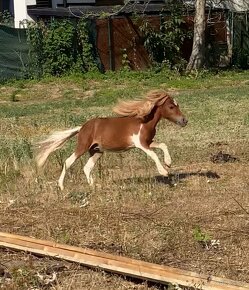 Minihorse na predaj - Boomer Charlie - 4