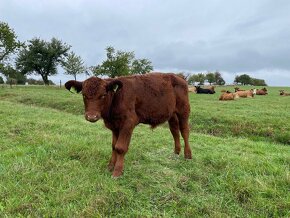 Predám mladé býky Aberdeen Angus a krížence - 4