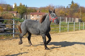 Predám žrebca - Percheron - 4