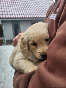 Golden retriever-zlatý retriever - 4