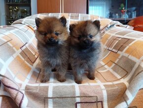 Špic, nemecký špic , oranžový špic, pomeranian - 4