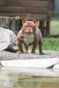 American bully exotic micro - 4