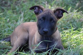 Belgický ovčák Malinois - 4