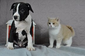 Americký stafordšírsky teriér s PP Amstaff - 4