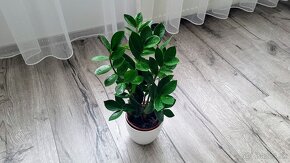 Zamiokulkas (Zamioculcas zamiifolia) - 4