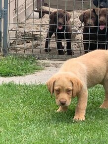 Čistokrevní štěňata labrador IHNED - 4